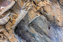 Wallcreeper (Tichodroma muraria) on cliff, Provence, France, July.