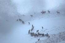 Red Deer herd (Cervus elaphus) moving over mountain ridge in heavy snow. Cairngorms National Park, Scotland. January. Highly Commended in the Habitat category of the British Wildlife Photography Award...