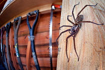 House spider female (Tegenaria sp.) in garden shed. Derbyshire, UK, March. Highly Commended in the Urban Wildlife category of the 2015 British Wildlife Photography Awards (BWPA) Competition.