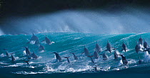Large pod of Bottlenose dolphins (Tursiops truncatus) porpoising over waves during annual  sardine run, Port St Johns, South Africa. Runner up in the Animals in their Environment Category of the Wildl...