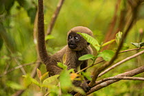 Common woolly monkey (Lagothrix lagotricha lagotricha) Peru, Captive.