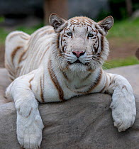 White Tiger (Panthera tigris) captive in Zoo, mutation caused by severe inbreeding.