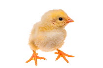 Day old domestic chicken chick on white background.