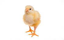 Day old domestic chicken chick on white background.