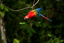 Scarlet macaw (Ara macao) in rainforest Tambopata National Reserve, Peru.