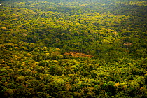 Aerial view of secondary forest, and land cleared for small-scale agriculture in the traditional sustainable 'chacra' system (a type of slash and burn that returns to forest in rotation) Amazon Region...