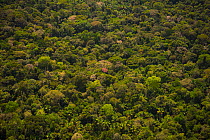 Primary Amazon Rainforest, Amazon Region, Peru, July 2015.