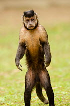 Black capuchin, (Sapajus nigritus) female standing on hind legs, Rio de Janeiro, Brazil.