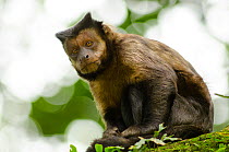 Black capuchin, (Sapajus nigritus) Rio de Janeiro, Brazil.