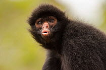 Black spider monkey (Ateles chamek) portrait, captive, Peru.