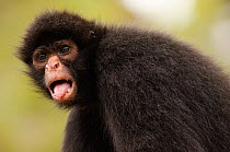 Black spider monkey (Ateles chamek) sticking tongue out, captive, Peru.