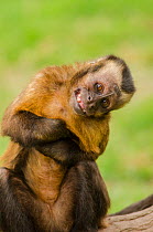 Brown capuchin monkey (Sapajus macrocephalus). displaying submissive behavior. Captive, Peru.