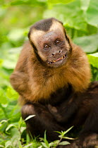 Brown capuchin monkey (Sapajus macrocephalus). displaying submissive behavior. Captive, Peru.