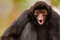 Black spider monkey (Ateles chamek) calling, captive, Peru.
