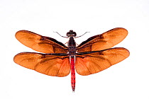 Forest dragonfly (Diastatops sp) on white background. Peru.