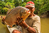 Indigenous Maijuna fisherman with Red-bellied pacu fish  (Piaractus brachypomus) Rio Napo, Loreto, Peru. October 2014.