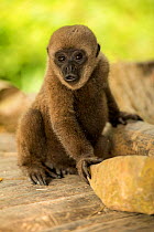 Common woolly monkey (Lagothrix lagotricha lagotricha) baby Captive.