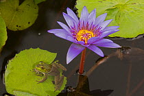 American bullfrog (Lithobates catesbeianus) on lily pad with Water lily (Nymphaea sp) Washington DC, USA. July.
