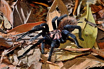 Blue tarantula (Xenesthis sp.) captive, occurs in South America.