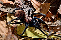 Blue tarantula (Xenesthis sp.) captive, occurs in South America.