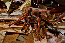 Columbian red-leg tarentula (Megaphobema robusta) captive, endemic to Columbia.