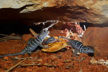 Eastern collared lizards (Crotaphytus collaris) captive, North Arizona.