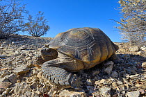 Desert tortoise (Gopherus agassizii) Colorado Desert, South California, USA. October.