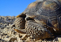 Desert tortoise (Gopherus agassizii) Colorado Desert, South California, USA. October.
