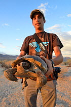 Man holding Desert tortoise (Gopherus agassizii) Colorado Desert, South California, USA. October 2013.
