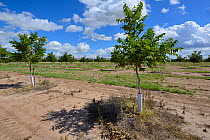 Plantation of Pistachio trees (PIstacia vera) in the desert, near San Simon. Arizona, USA, September 2013.