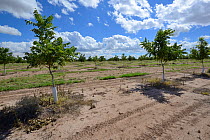 Plantation of Pistachio trees (PIstacia vera) in the desert, near San Simon. Arizona, USA, September 2013.