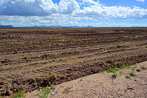 Desert near San Simon, recently prepared for cultivation, Arizona, USA. September 2013.