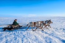 Nenet herdsman on sled pulled by Reindeer (Rangifer tarandus) during summer migration, Yamal Peninsula, Russia. May.