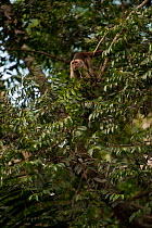 Wedge-capped / Weeping capuchin (Cebus olivaceus) in rainforest tree, sticking out tongue. Iwokrama Reserve, Guyana.
