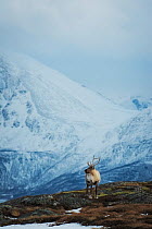 Reindeer (Rangifer tarandus) male in landscape, Isle of Senja, Troms, Norway, February.