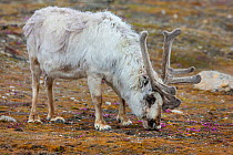 Svalbard reindeer (Rangifer tarandus platyrhynchus) male grazing in tundra, Ny Alesund, Spitsbergen, Svalbard. July.