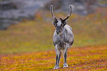 Svalbard reindeer (Rangifer tarandus platyrhynchus) Svalbard, Norway August.