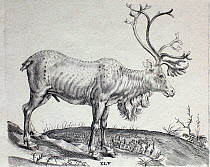 Historical illustration of Reindeer from the 1600s.