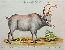 Historical illustration of Reindeer by George Edwards from 1772.