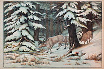 Historical illustration of Reindeer, from 1875.