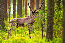 Finnish forest reindeer, (Rangifer tarandus fennicus) in forest,  Viiksimo, Kuhmo region, Finland. July. This rare species became nearly extinct in Finland, but are returning to Finland from Russia.