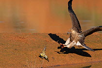 Whistling hawk (Milan siffleur) hunting male Budgerigar (Melopsittacus undulatus) with wet wing feathers preventing it from escaping. Wannoo, Billabong Roadhouse, Western Australia.