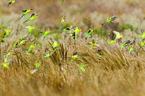 Budgerigar (Melopsittacus undulatus) flock in flight from grasses, ?Arubiddy, Nullarbor, Western Australia.