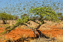 Budgerigar (Melopsittacus undulatus) massive flock on small trees in desert, Murchinson Shire, Western Australia. January.