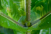 Water gathered in Fuller's teasel (Dipsacus fullonum) leaves, Vosges, France, July.