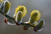 Pussy willow (Salix caprea) catkins, Vosges, France, March.