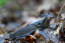 Grey slug (Limax cinereoniger) Vosges, France, April.