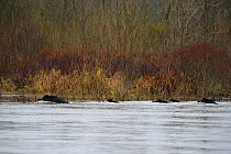 Wild boar (Sus scrofa) in a river, Allier river, France, December.