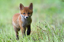 Red fox (Vulpes vulpes) cub walking in grass, ,Vosges, France, May.