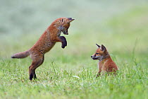 Red fox (Vulpes vulpes) cubs playing, Vosges, France, May.